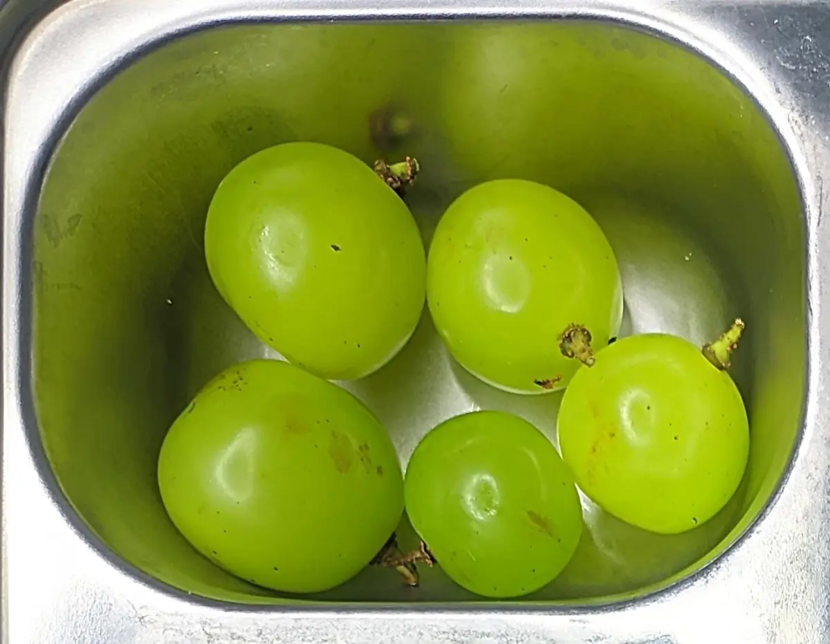 Anggur muscat